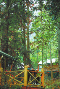 Tencent ще пусне мобилна версия Pokémon UNITE на 7 ноември · TechNode