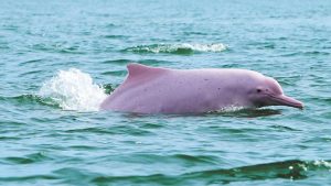 Документален филм на BBC разкрива дивата страна на Гуандун