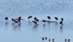 Влажната зона Хъбей приветства пиковия сезон за пролетните мигриращи птици