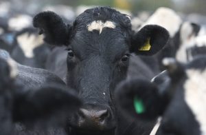 Туризмът, който някога е бил най-големият доход в чужбина в Нова Зеландия, изостава от млечните продукти след пандемията