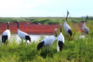 BMW Brilliance разширява усилията за опазване на влажните зони в Североизточен Китай