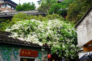 Търсенето на пътувания нараства по време на празника на фестивала Qingming