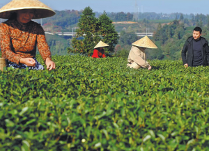 Повишените умения обогатяват фермерите чрез различни кооперации